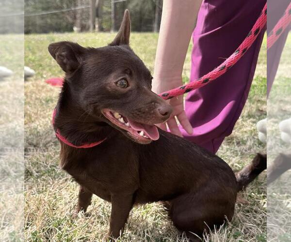 Medium Photo #3 Chihuahua-Unknown Mix Puppy For Sale in Yardley, PA, USA