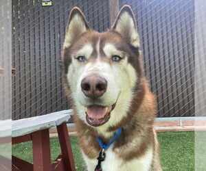 Siberian Husky Dogs for adoption in Redwood City, CA, USA
