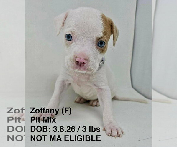 Medium Photo #4 Mutt Puppy For Sale in pomfret, CT, USA