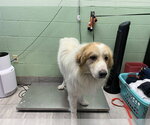 Small Great Pyrenees Mix