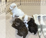 Small Photo #2 Poodle (Miniature) Puppy For Sale in GLOUCESTER, VA, USA