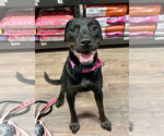 Small #9 Labrador Retriever Mix