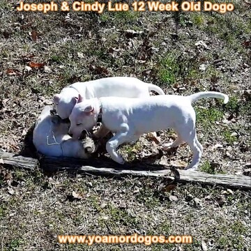 Medium Photo #165 Dogo Argentino Puppy For Sale in PINEVILLE, MO, USA