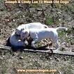 Small Photo #165 Dogo Argentino Puppy For Sale in PINEVILLE, MO, USA