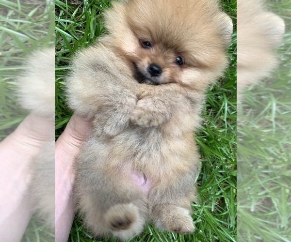 Medium Photo #3 Pomeranian Puppy For Sale in OCOEE, FL, USA