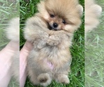 Small Photo #3 Pomeranian Puppy For Sale in OCOEE, FL, USA