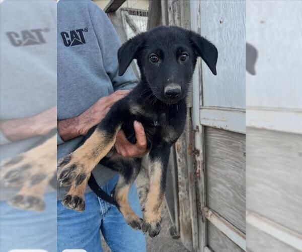 Medium Photo #1 Mutt Puppy For Sale in Tracy, CA, USA