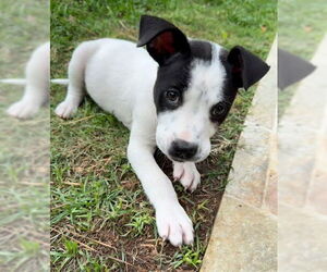 Borador Dogs for adoption in Lakewood, CO, USA