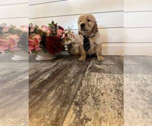 Golden Retriever Puppy for sale in CORSICANA, TX, USA