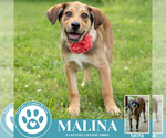 Small #1 Mutt
