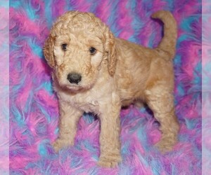 Labradoodle mix (+ Poodle Standard) Puppy for sale in LA HABRA, CA, USA