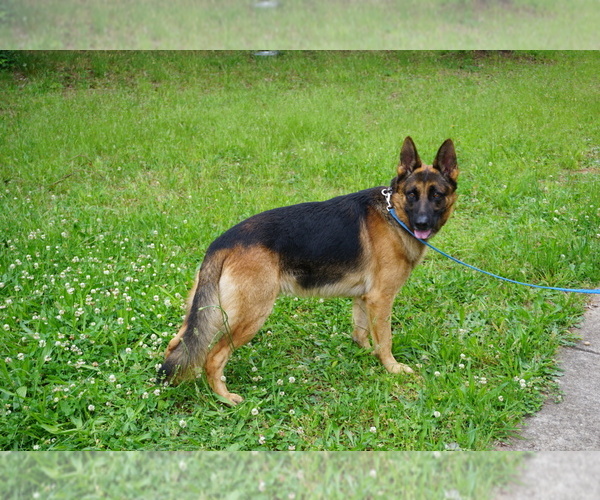 Medium Photo #1 German Shepherd Dog Puppy For Sale in BENSON, NC, USA