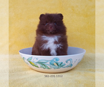 Image preview for Ad Listing. Nickname: Chocolate Baby