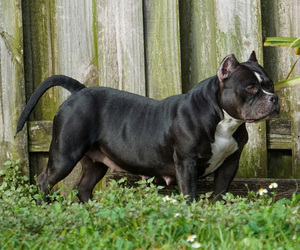 Mother of the American Bully puppies born on 05/23/2022