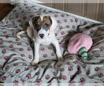 Small #1 American Pit Bull Terrier Mix