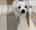 Small Maltese