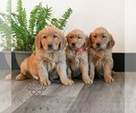 Small Photo #2 Golden Retriever Puppy For Sale in LITITZ, PA, USA