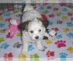 Small Photo #2 Papitese Puppy For Sale in ORO VALLEY, AZ, USA