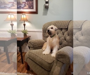 Mother of the Soft Coated Wheaten Terrier puppies born on 05/01/2025