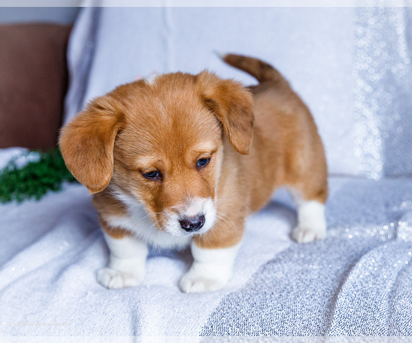 Medium Photo #9 Dorgi Puppy For Sale in WAKARUSA, IN, USA