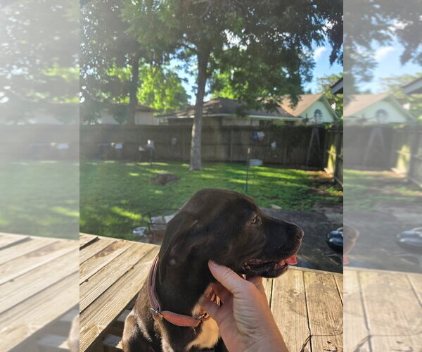 Medium Photo #2 Great Dane Puppy For Sale in Bullard, TX, USA