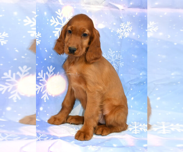 Medium Photo #1 Irish Setter Puppy For Sale in EXCELSIOR SPRINGS, MO, USA