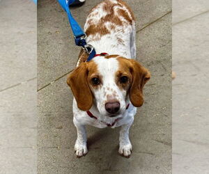 Beagle-Unknown Mix Dogs for adoption in Fairfax, VA, USA