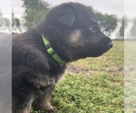Small Photo #3 German Shepherd Dog Puppy For Sale in NEEDVILLE, TX, USA