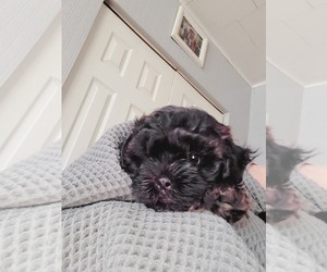 ShihPoo Puppy for sale in MC KEES ROCKS, PA, USA