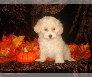 Maltipoo Puppy for sale in ORO VALLEY, AZ, USA