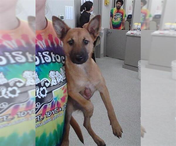 Medium Photo #1 Mutt Puppy For Sale in Pasadena, TX, USA