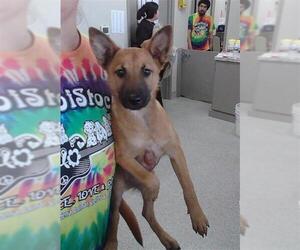 Mutt Dogs for adoption in Pasadena, TX, USA