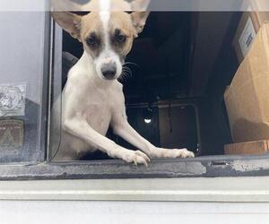 Chihuahua-Unknown Mix Dogs for adoption in Long Beach, CA, USA