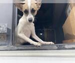 Small Chihuahua Mix