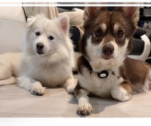 Father of the Pomsky puppies born on 07/23/2026