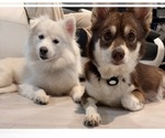 Small Photo #1 Pomsky Puppy For Sale in LAVEEN, AZ, USA