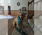 Small #7 Golden Retriever