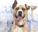 Small #1 Labrador Retriever Mix