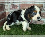 Image preview for Ad Listing. Nickname: Riley