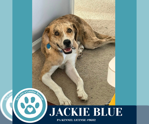 Medium Photo #6 Catahoula Leopard Dog-Unknown Mix Puppy For Sale in Kimberton, PA, USA