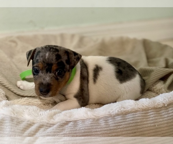 Medium Photo #9 Jack Russell Terrier Puppy For Sale in FORT PIERCE, FL, USA