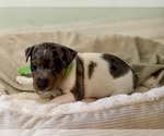 Small Photo #9 Jack Russell Terrier Puppy For Sale in FORT PIERCE, FL, USA