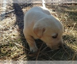 Small Photo #2 Labrador Retriever Puppy For Sale in COEUR D ALENE, ID, USA