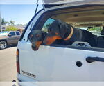 Small #9 Doberman Pinscher