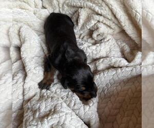 Medium Doberman Pinscher