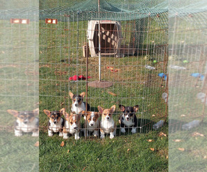 Pembroke Welsh Corgi Litter for sale in FOLEY, MN, USA