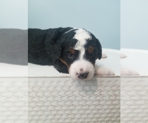 Bernedoodle-Miniature Bernedoodle Mix Puppy for sale in LAKE CITY, FL, USA