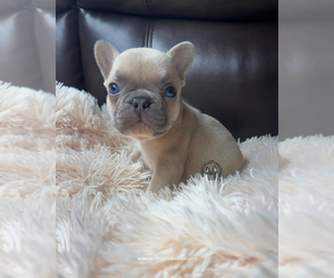 French Bulldog Puppy for sale in SACRAMENTO, CA, USA