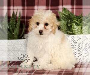 Cavapoo Puppy for sale in PARADISE, PA, USA
