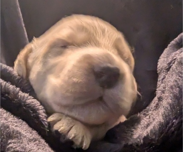 Medium Photo #58 Golden Retriever Puppy For Sale in MODESTO, CA, USA